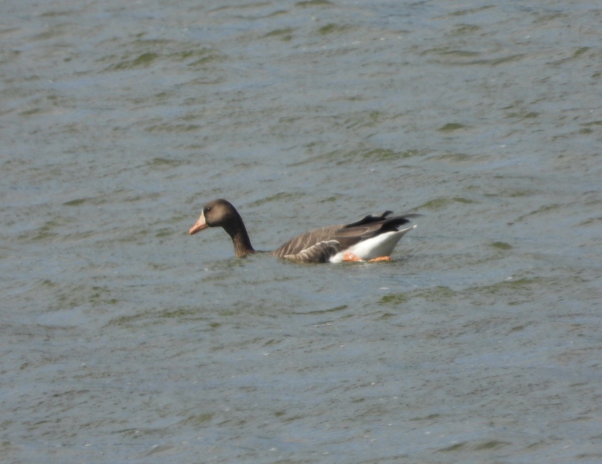 Greater White-fronted Goose - Trey Weaver