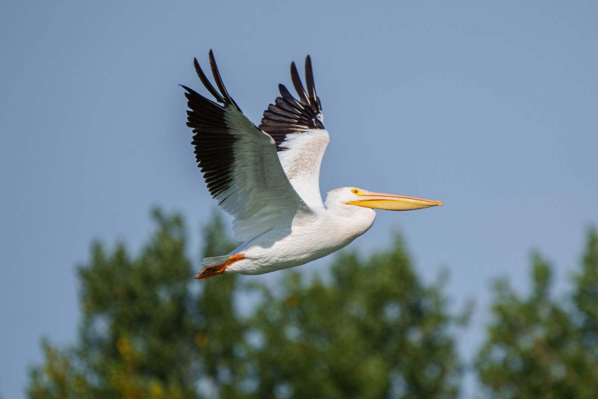 American White Pelican - Brock Gunter-Smith