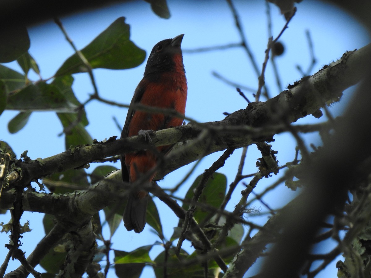 Painted Bunting - ML370808291
