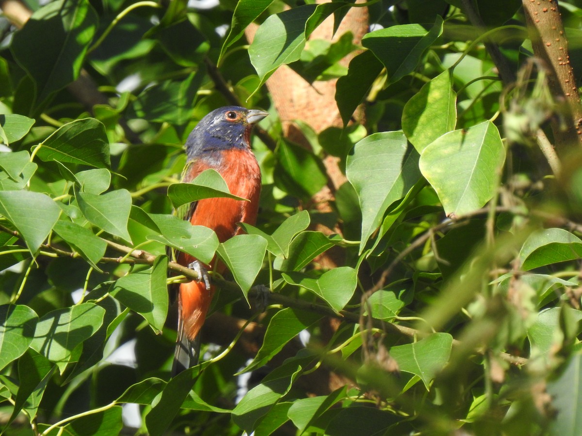 Painted Bunting - ML370808781