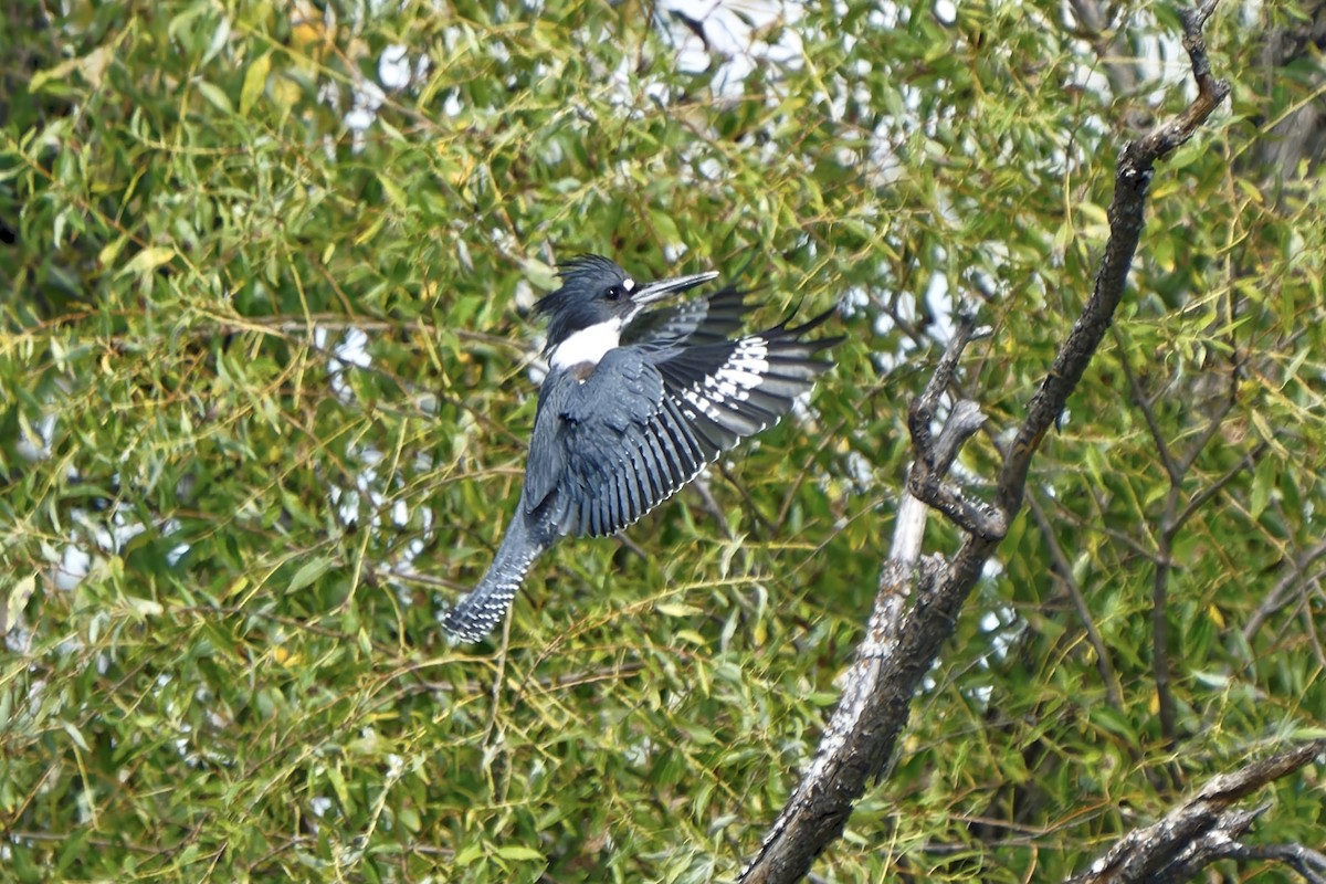 Belted Kingfisher - ML370809471