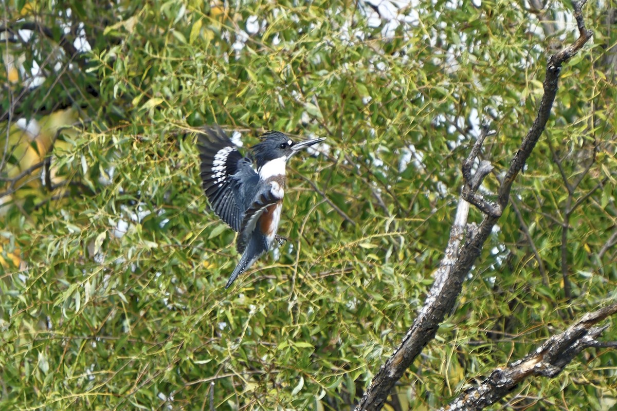 Belted Kingfisher - ML370809491