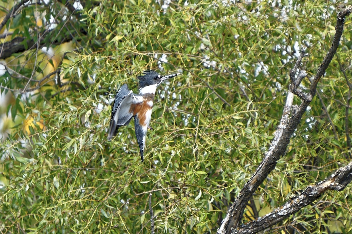 Belted Kingfisher - ML370809511