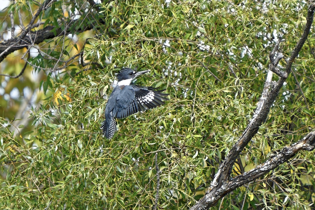 Belted Kingfisher - ML370809551