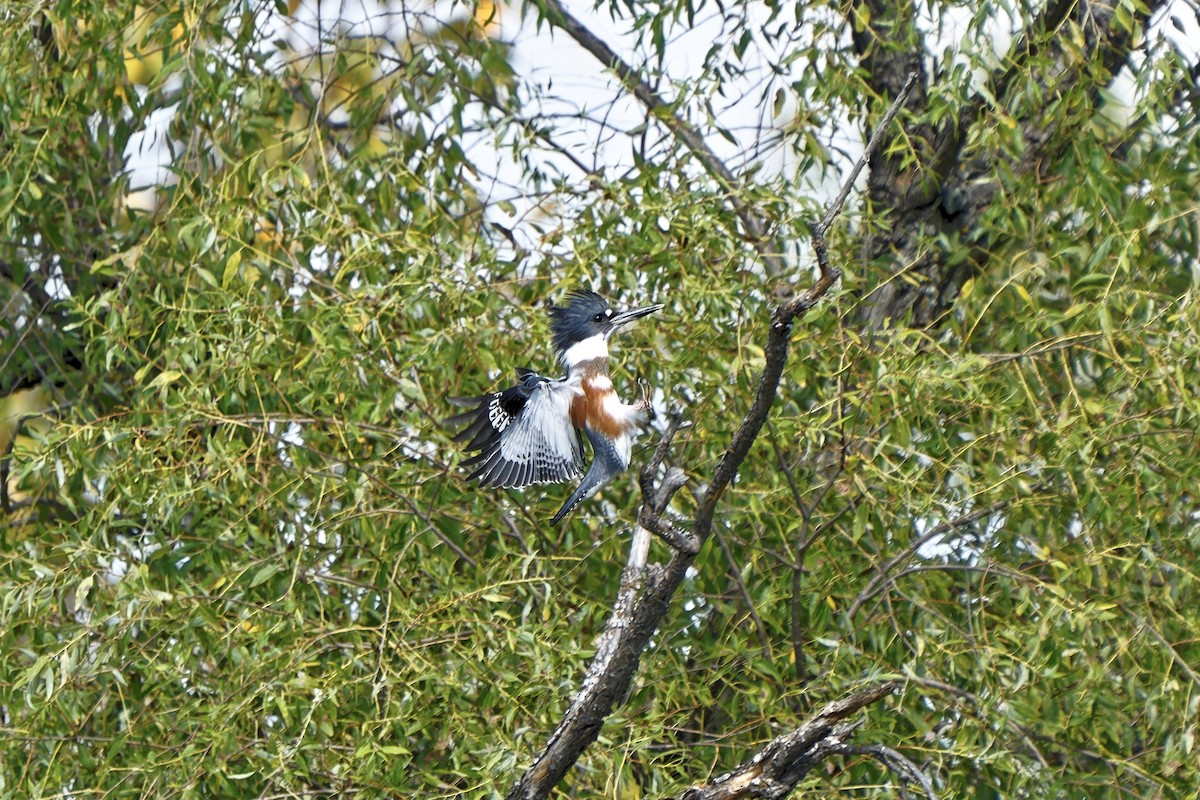 Belted Kingfisher - ML370809571