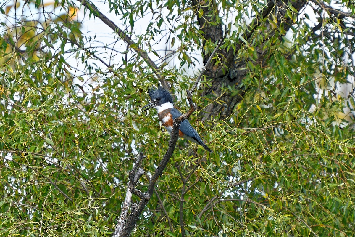 Belted Kingfisher - ML370809611