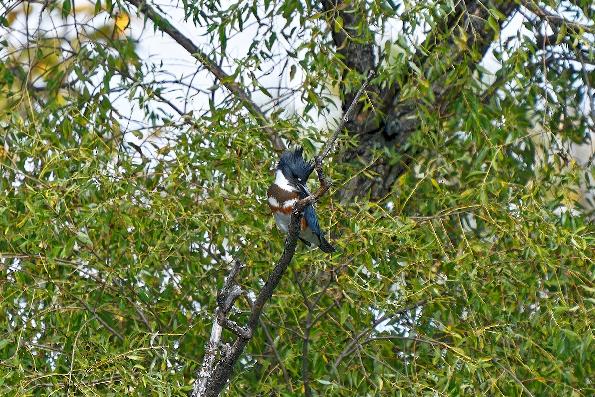 Belted Kingfisher - ML370809641