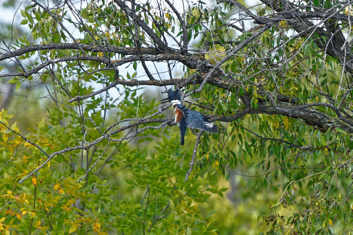 Belted Kingfisher - ML370810321