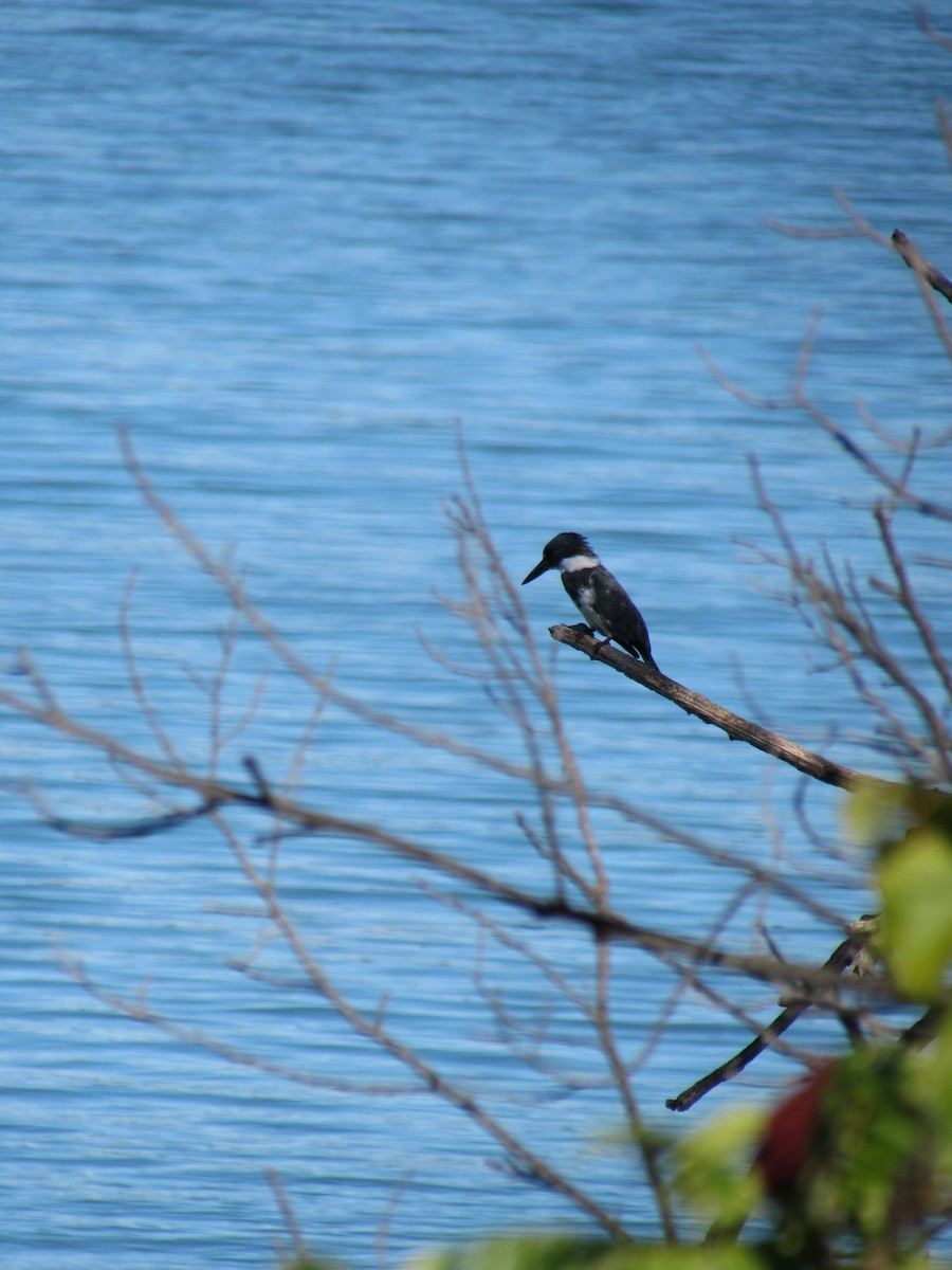 Belted Kingfisher - ML370810641