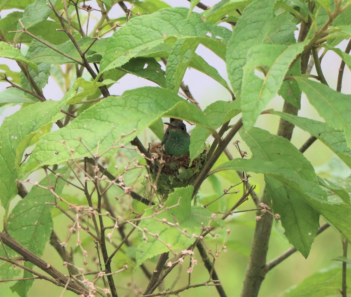 Rufous-tailed Hummingbird - Lisa Maier
