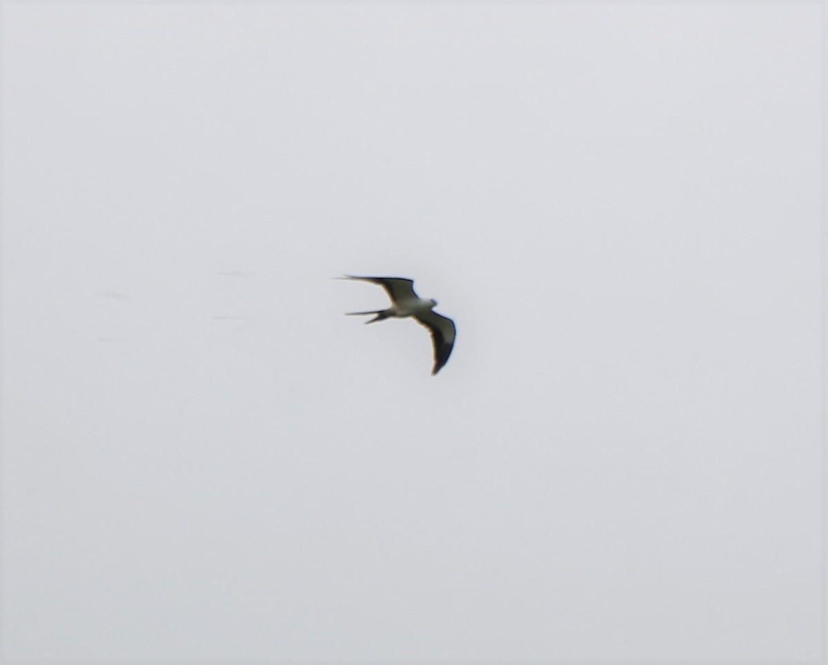 Swallow-tailed Kite - Lisa Maier