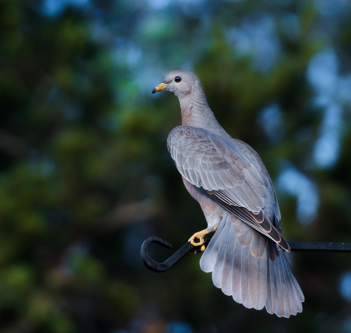 Band-tailed Pigeon - Jim Merritt