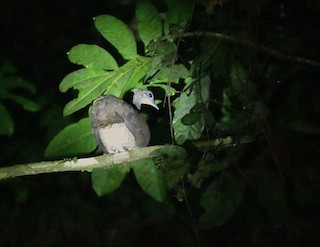 Great Tinamou, ML370827761