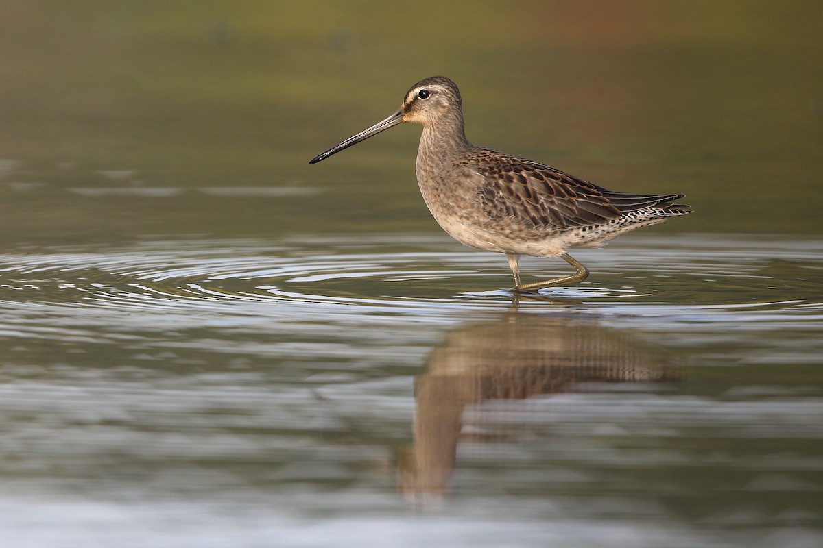 Long-billed Dowitcher - ML370829871