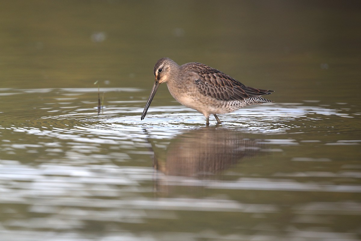 Long-billed Dowitcher - ML370832361