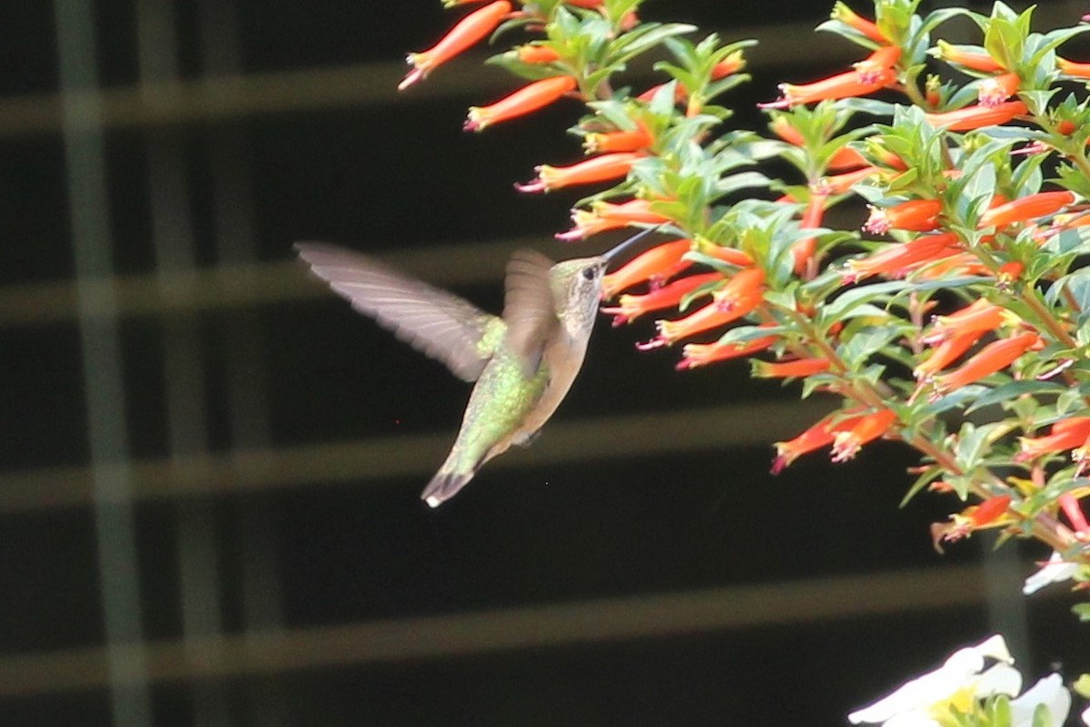 Calliope Hummingbird - ML370844321