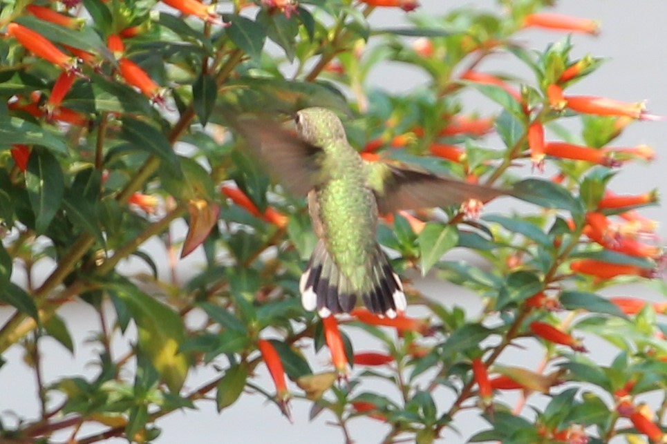 Calliope Hummingbird - ML370844461