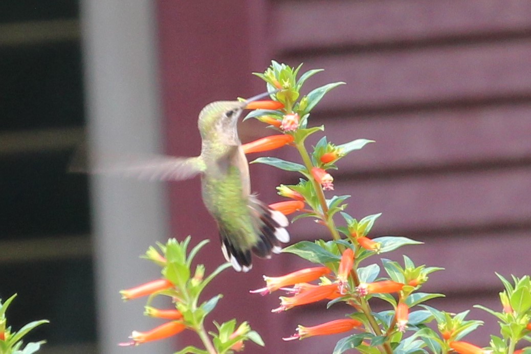 Calliope Hummingbird - ML370844621
