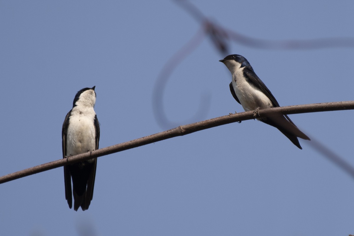Blue-and-white Swallow - ML370857831