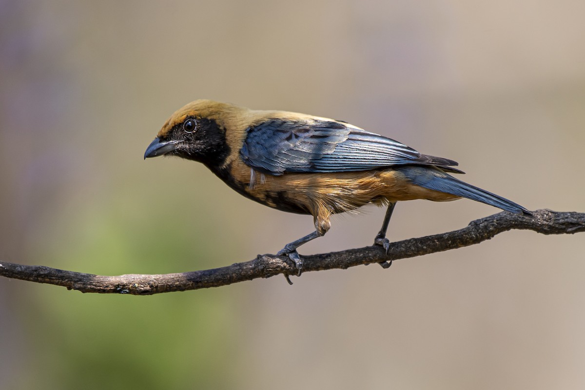 Burnished-buff Tanager - ML370859131