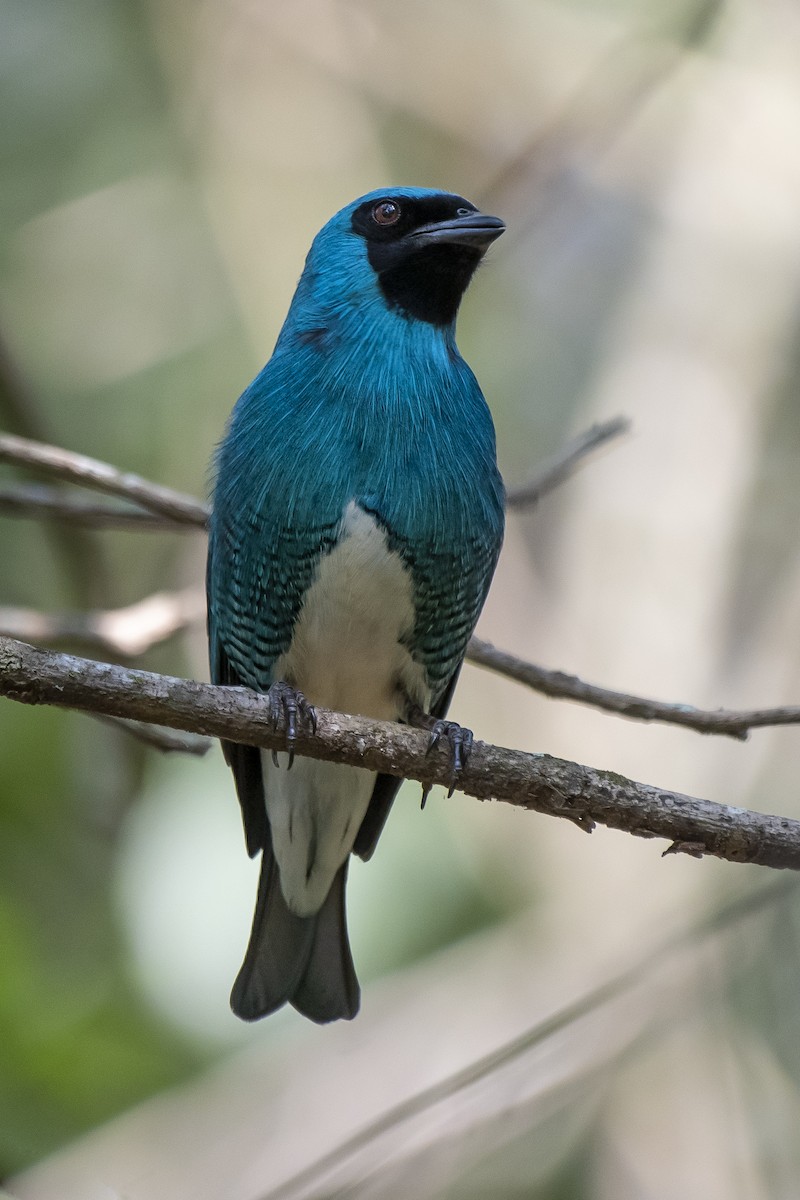 Swallow Tanager - ML370859331