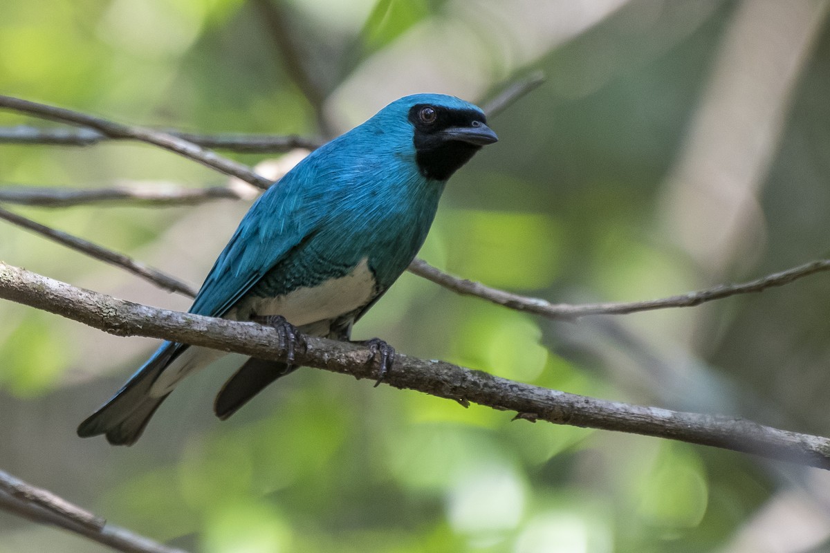 Swallow Tanager - ML370859341