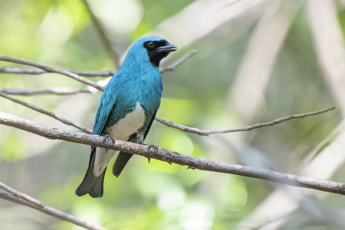 Swallow Tanager - ML370859361
