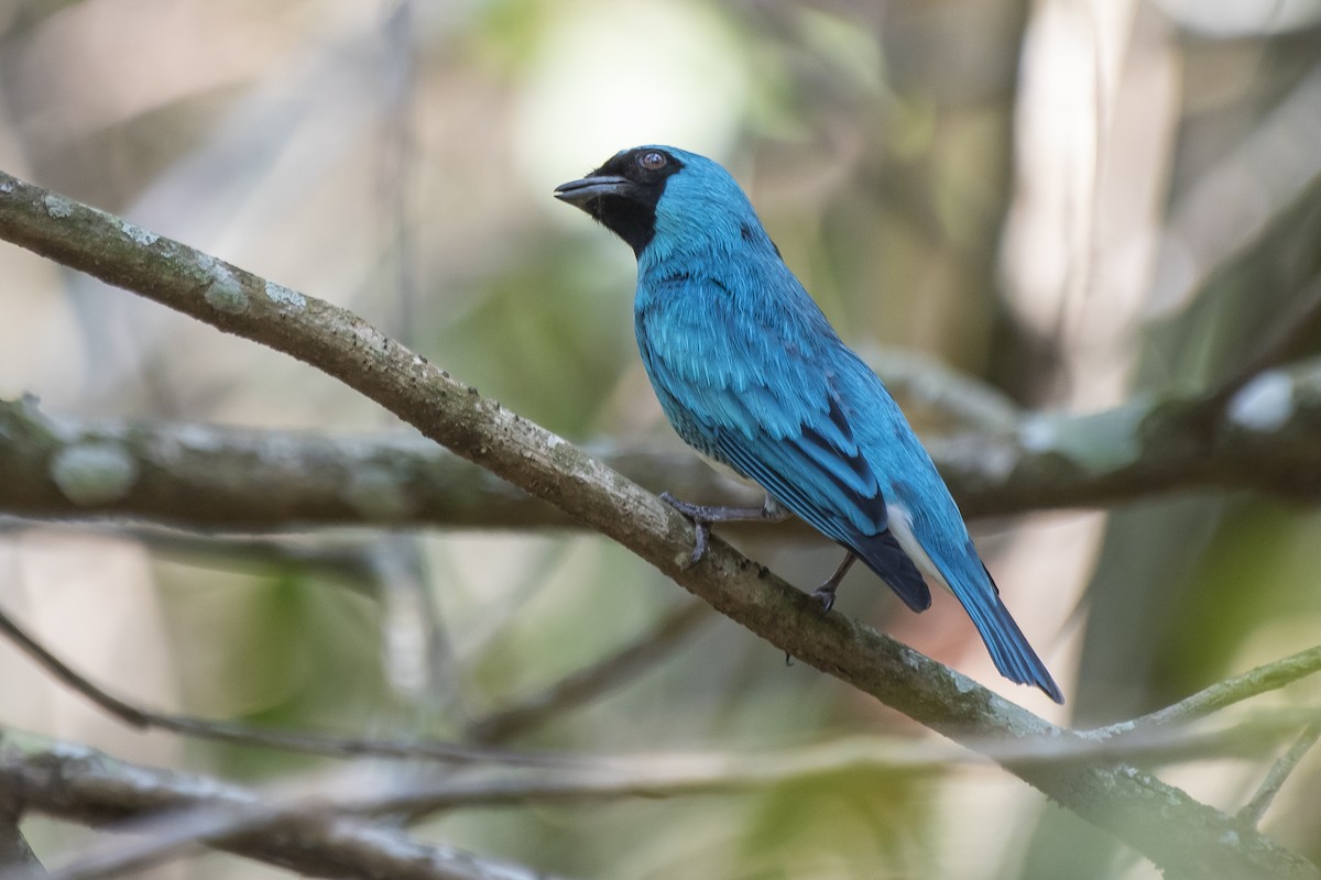 Swallow Tanager - ML370859371
