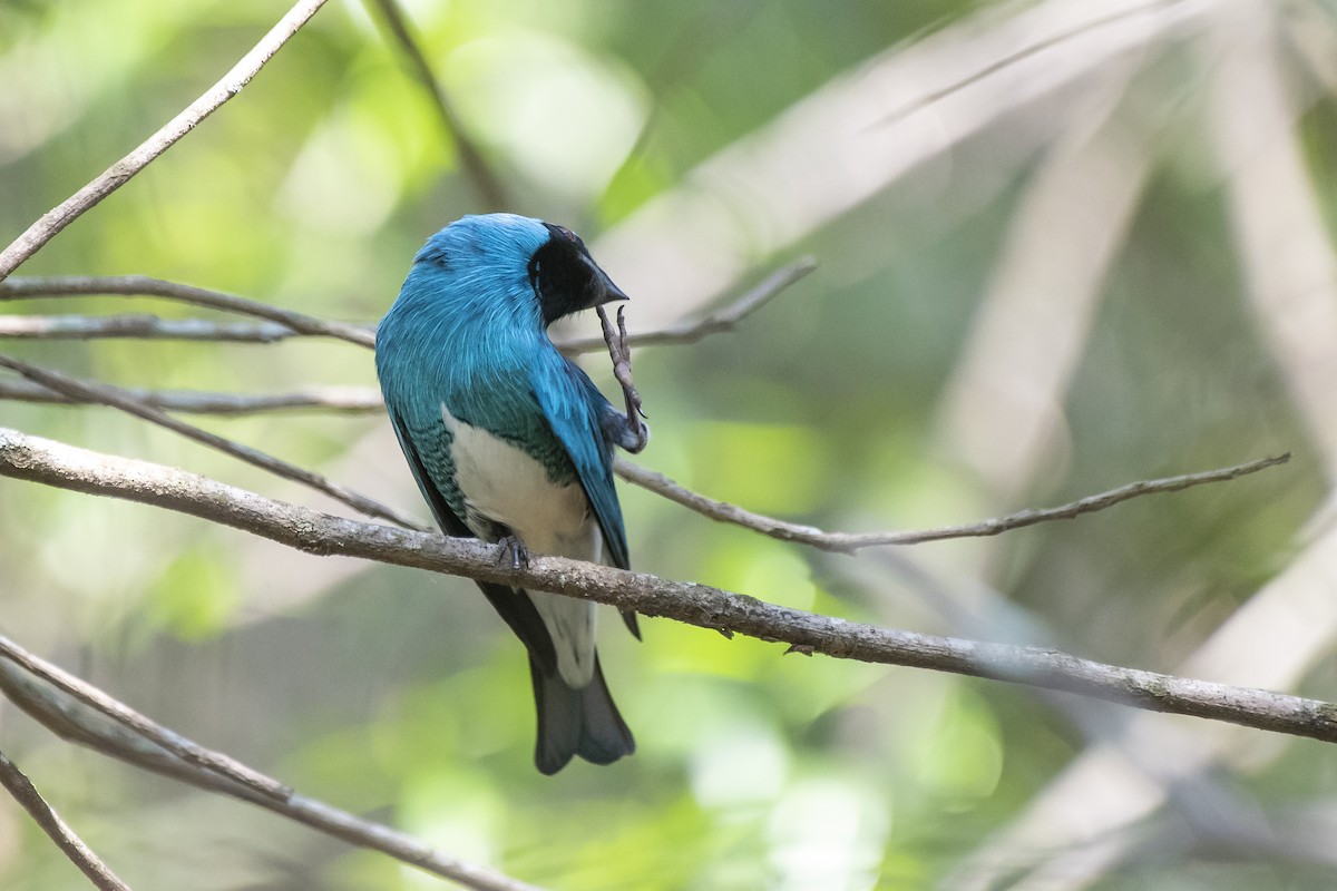 Swallow Tanager - ML370859381