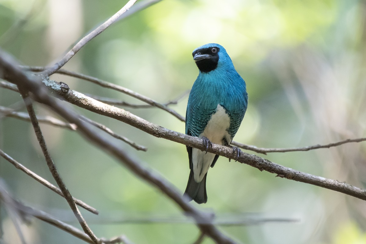 Swallow Tanager - ML370859441
