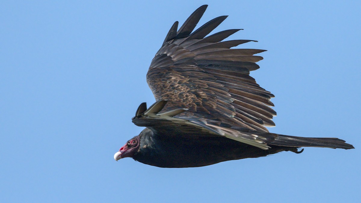 Turkey Vulture - Adam Zahm