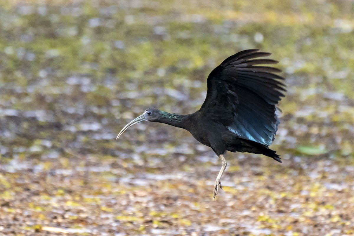 ibis zelený - ML370865631