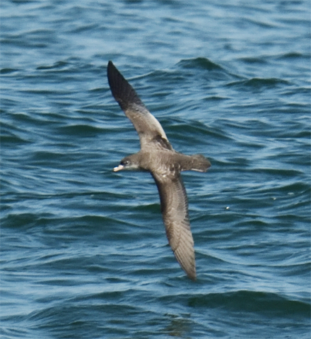 Flesh-footed Shearwater - ML370866681