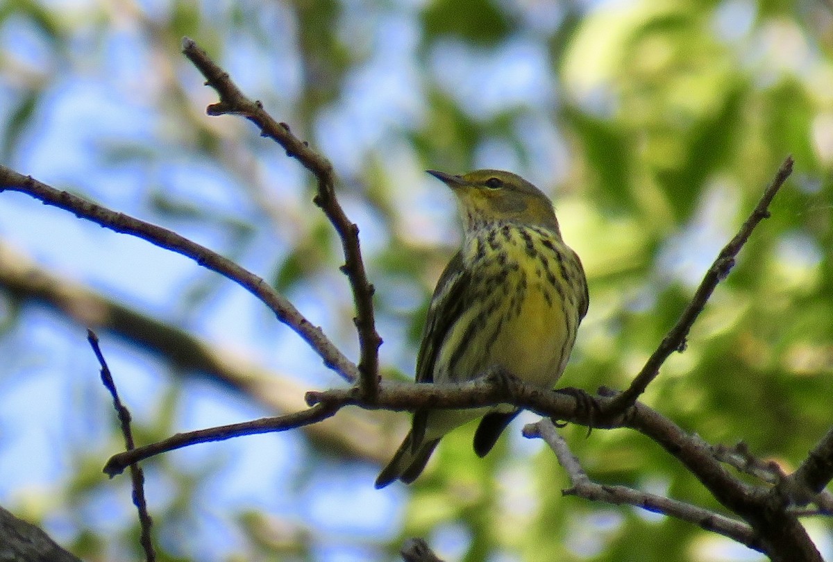 Cape May Warbler - ML370866991