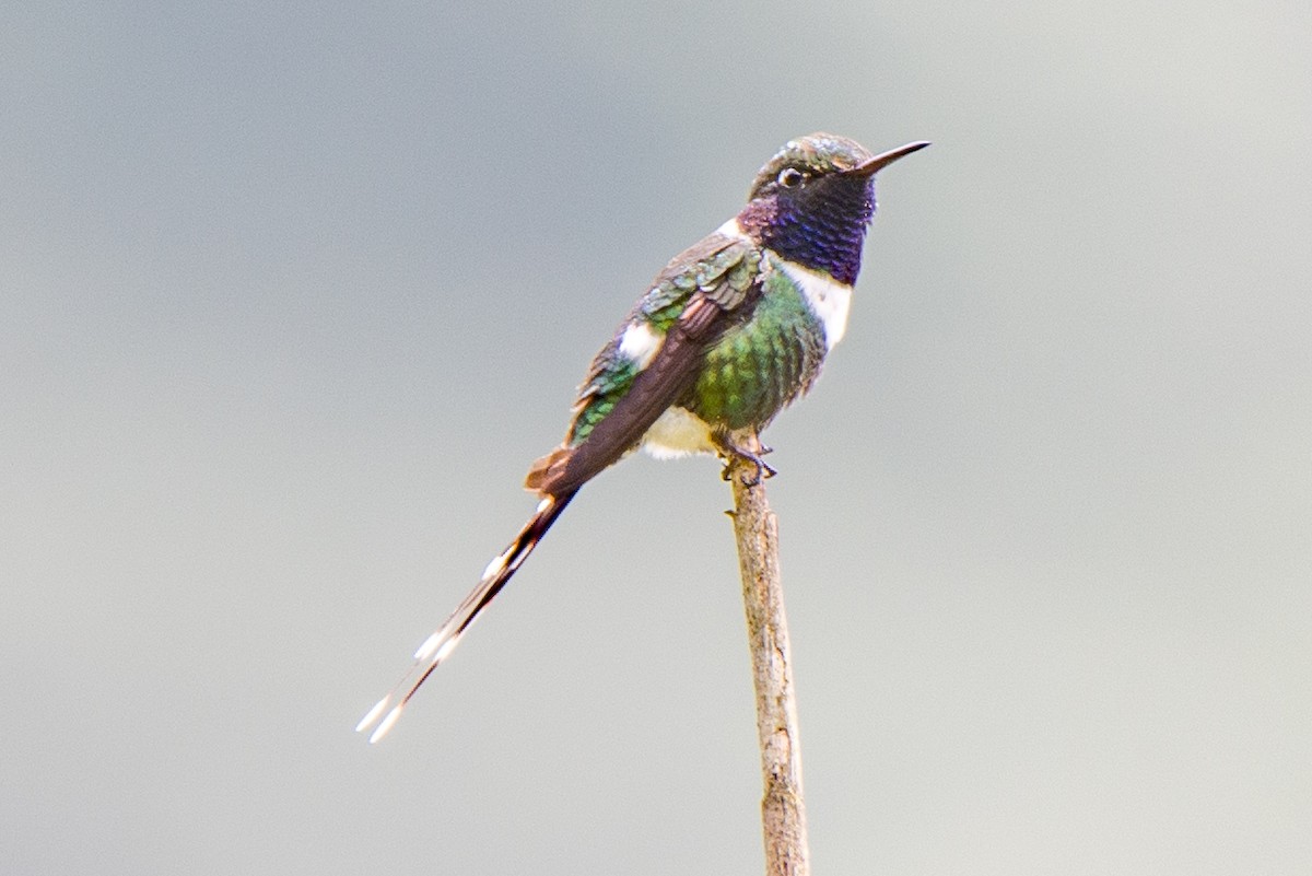 Sparkling-tailed Hummingbird - ML370869561