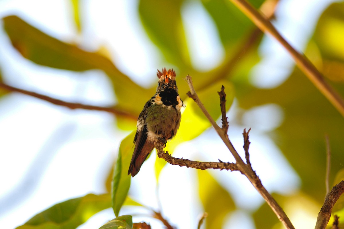 Dot-eared Coquette - Marcelo Barbosa - Tocantins Birding