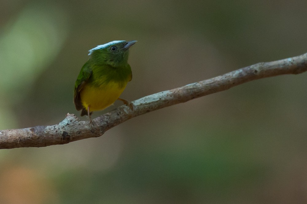 Snow-capped Manakin - Joao Quental JQuental