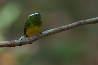  - Snow-capped Manakin