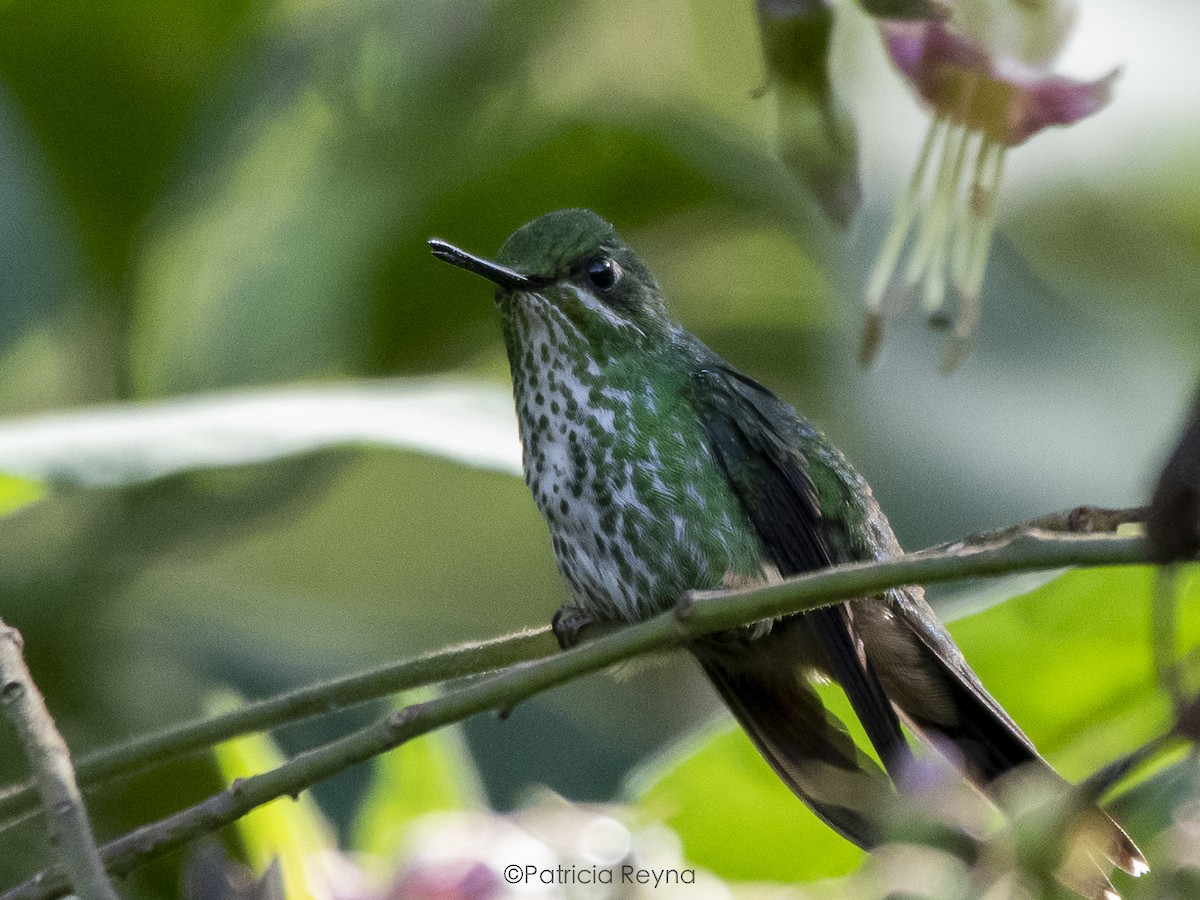 Rufous-booted Racket-tail - Patricia Reyna