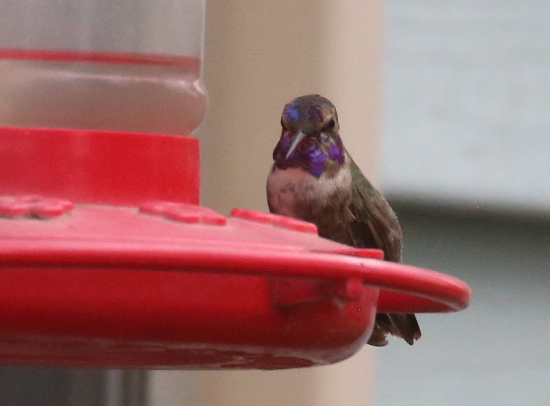 Costa's Hummingbird - ML370883151