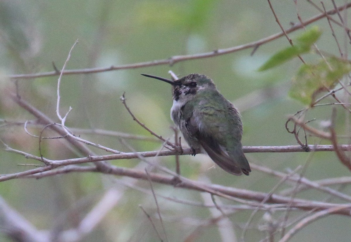 Costa's Hummingbird - ML370883171