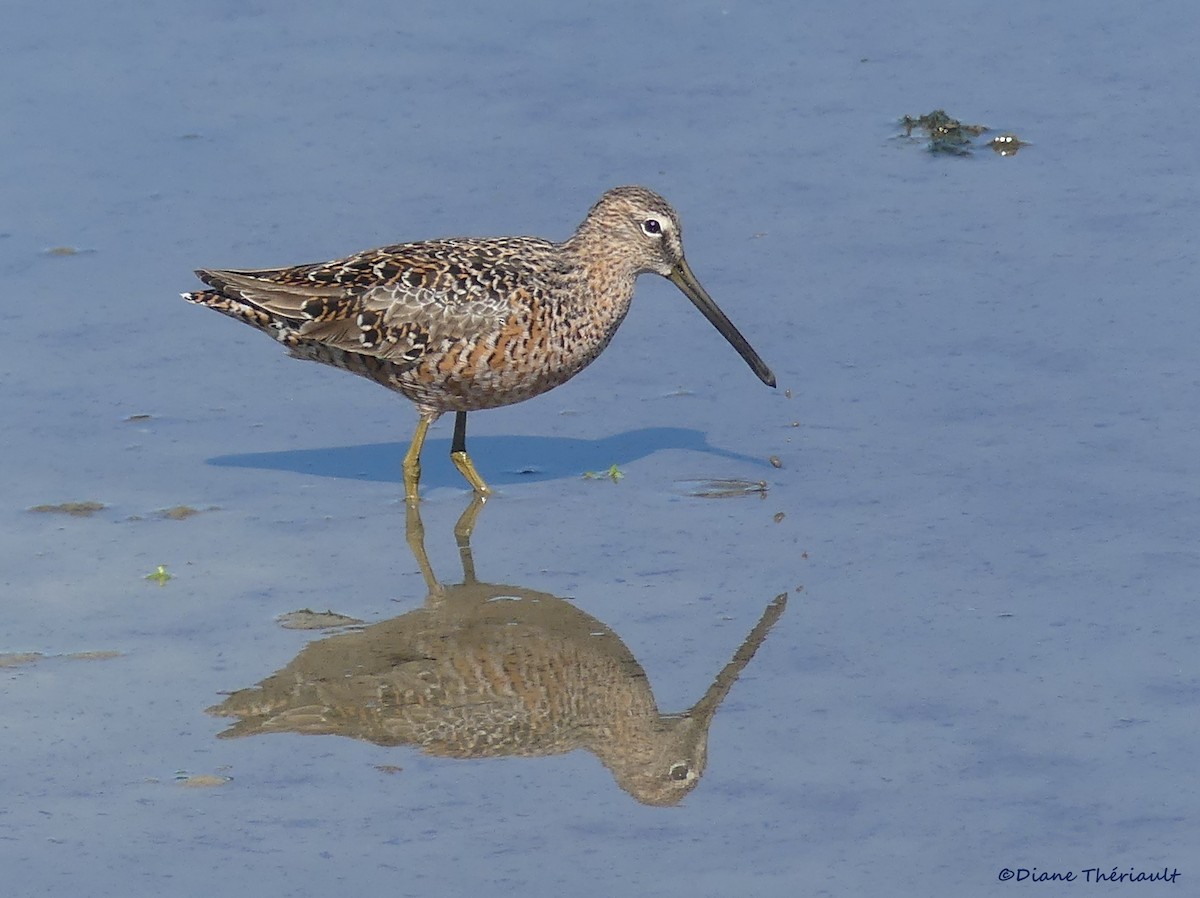 Long-billed Dowitcher - ML370884621