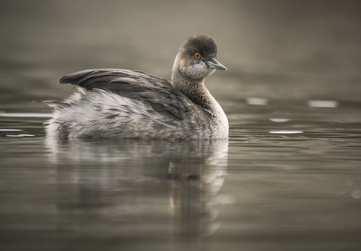 Eared Grebe - ML370886761