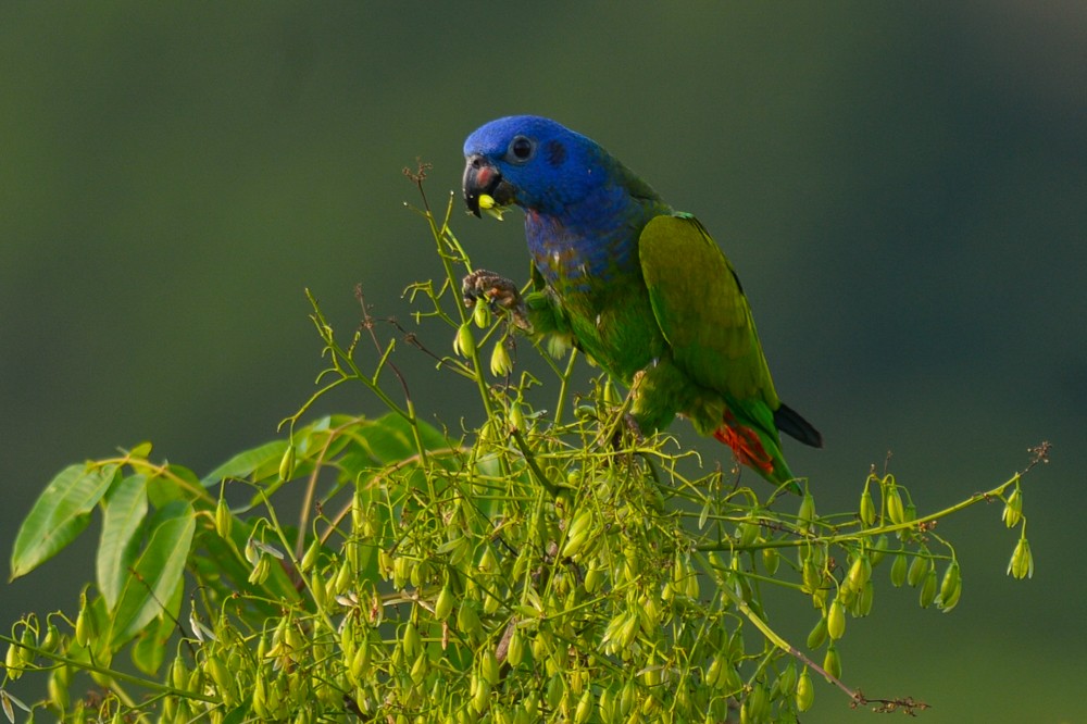 Blue-headed Parrot - Joao Quental JQuental