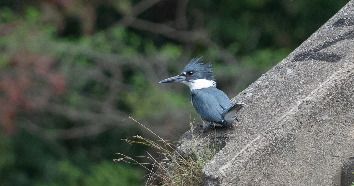 Belted Kingfisher - ML370893081
