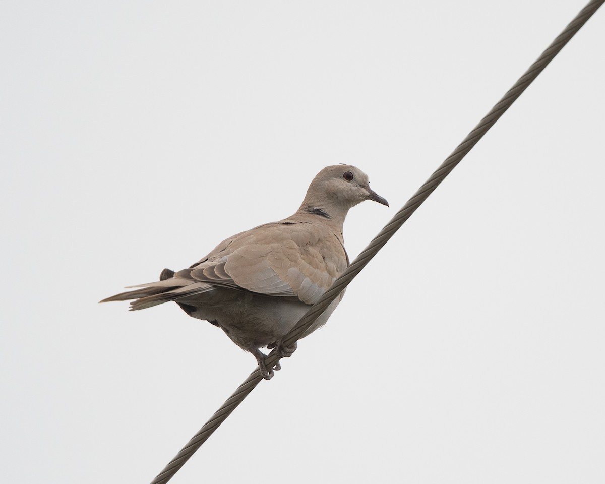 Eurasian Collared-Dove - ML370895251