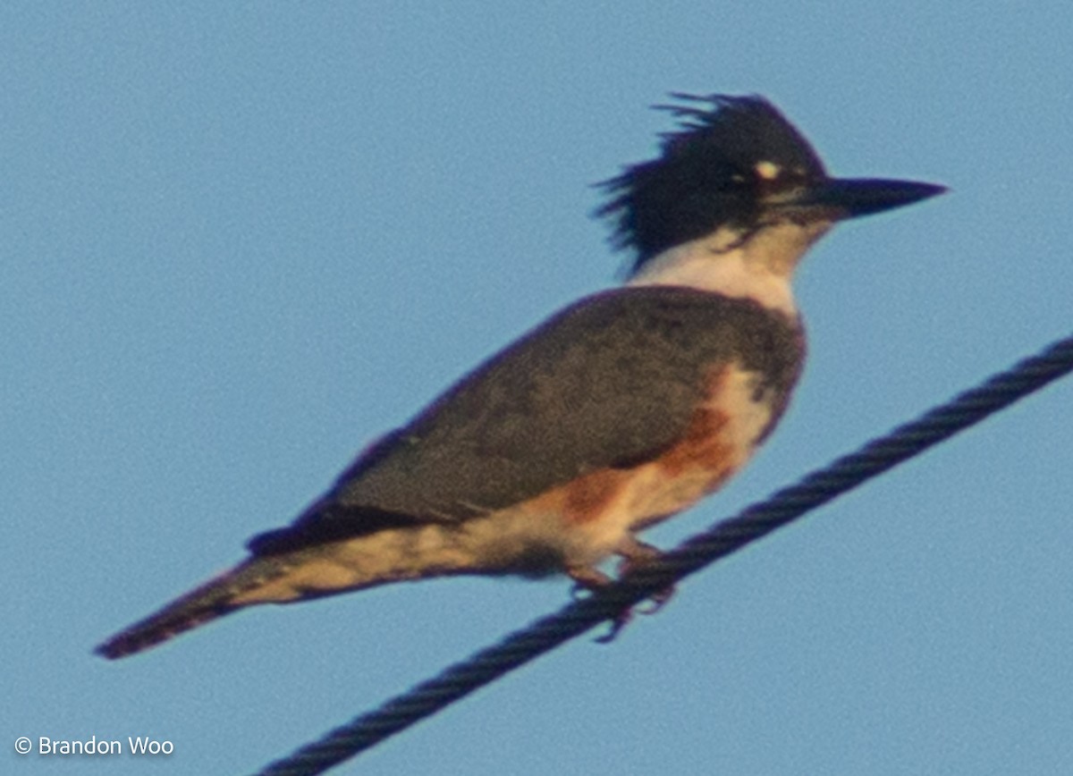 Belted Kingfisher - ML370907211