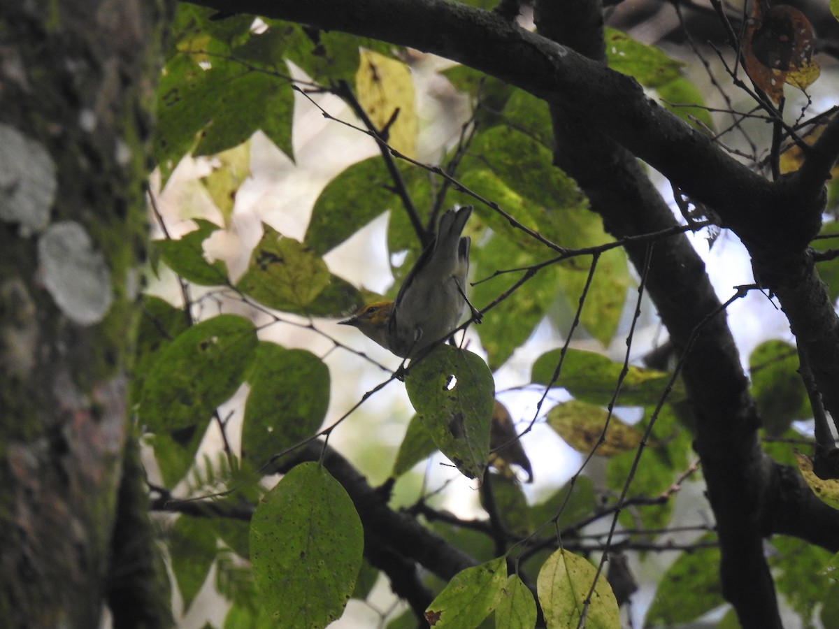 Black-throated Green Warbler - ML370908431