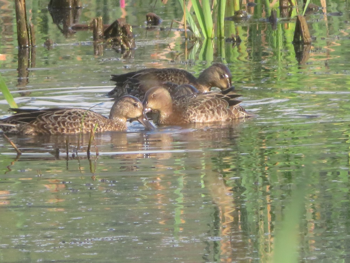 Blue-winged Teal - ML370915391
