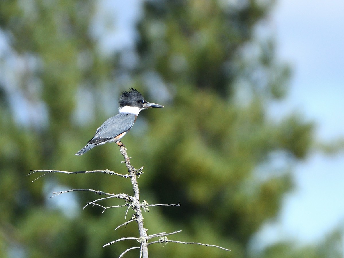 Belted Kingfisher - ML370924401
